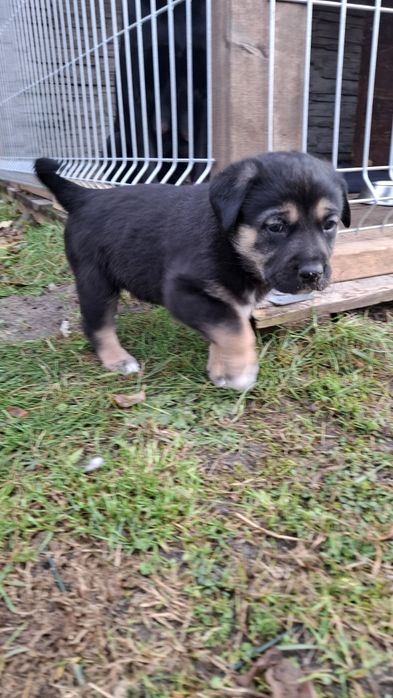 Pieski do oddania- za darmo