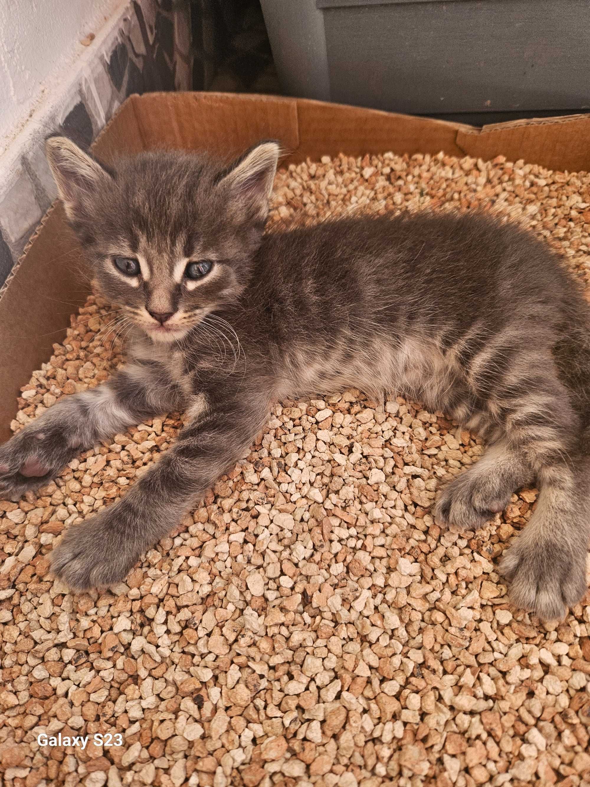 Gatinhos para adopção responsável