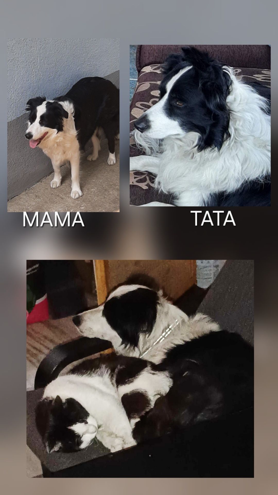 Frea, sunia Border Collie