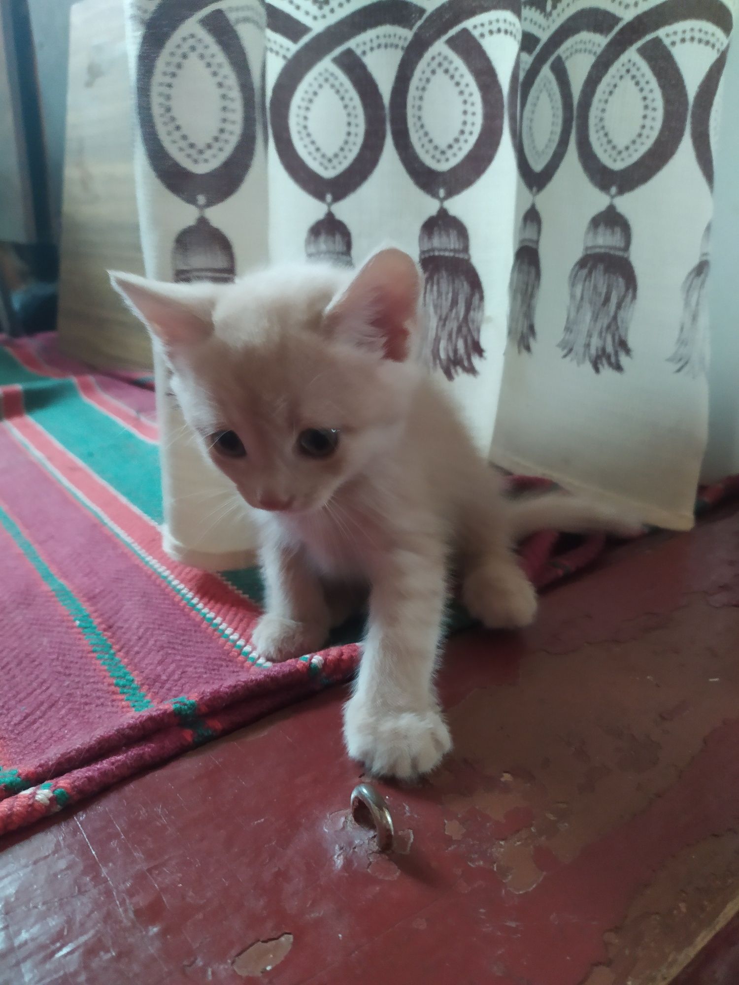 Віддам в добрі рученята кошенят