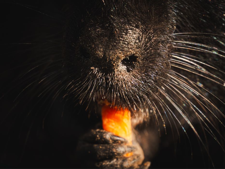 Ваш святковий фотограф