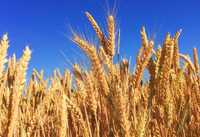 Пшениця ячмінь зерно