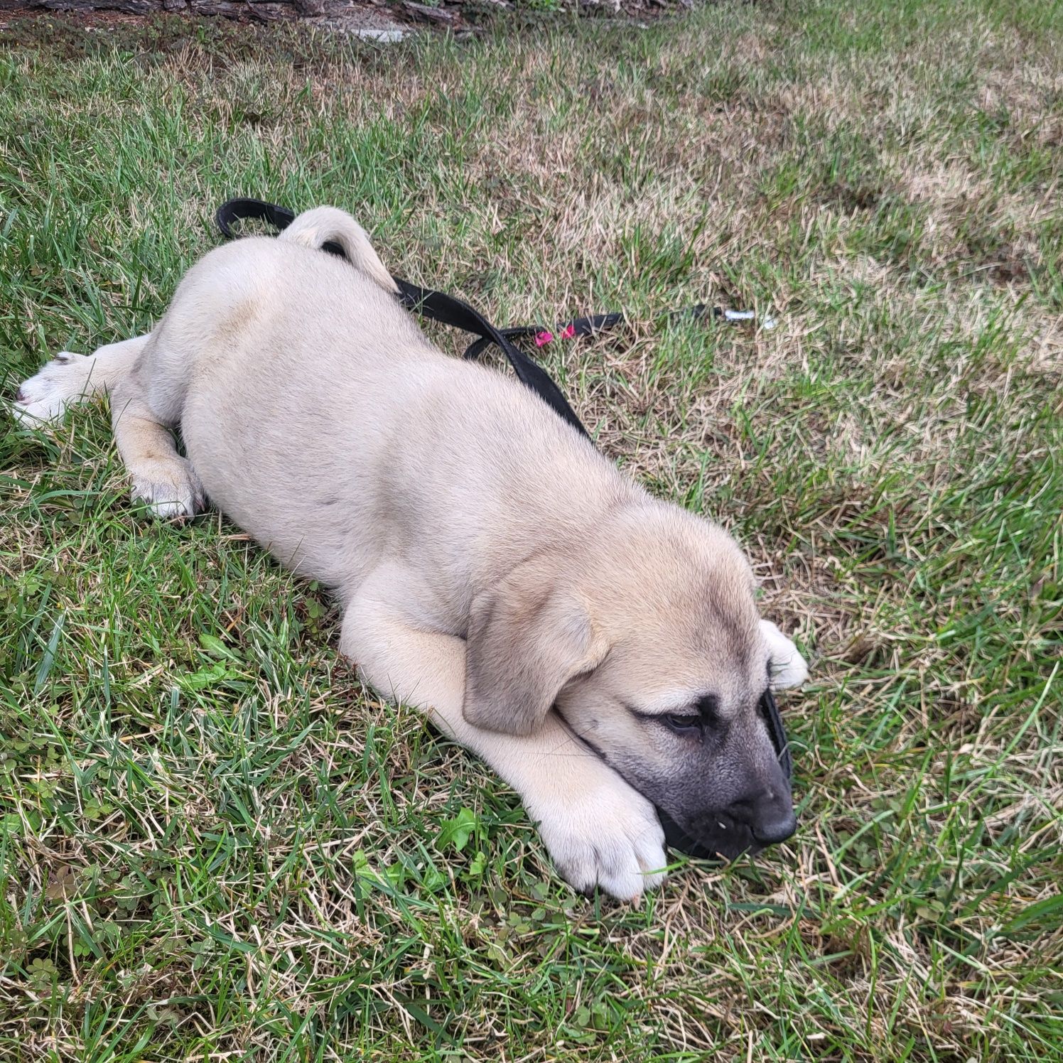 Pies Pasterski Kangal Turecki szczeniak pies