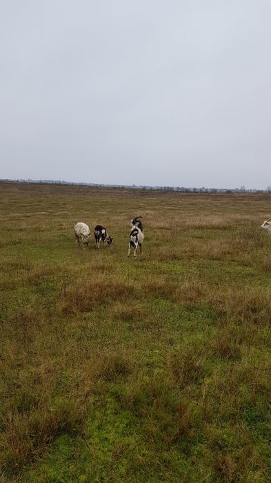 Продам козли річного віку