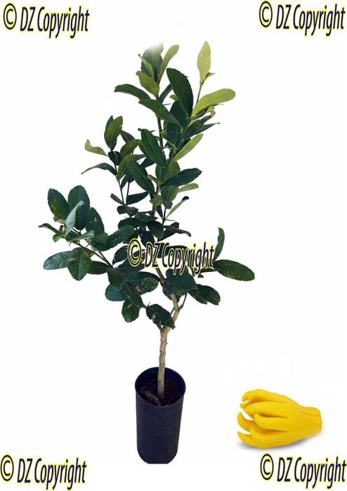 Citrino Gourmet Produtivo Mão de Budha.