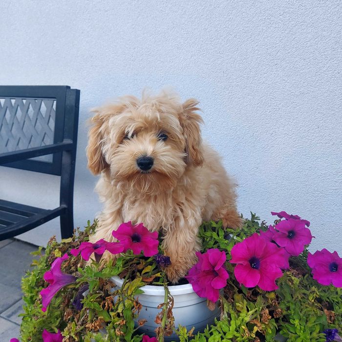 Maltipoo m: Maltańczyk , t: Red Toy slodki i kochany F1