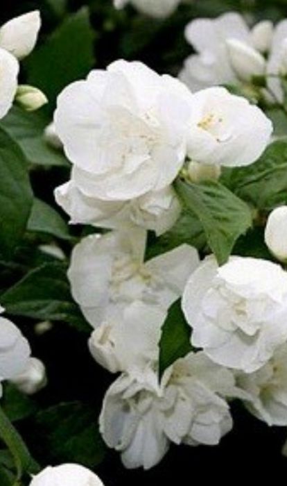 Жасмін махровий . Двухрічні садженці. 30-60 см.