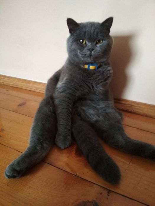 Шотландський прямовухий