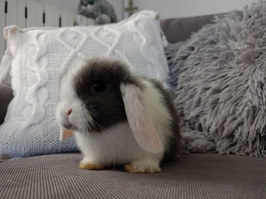 Królik miniaturka mini lop minilop
