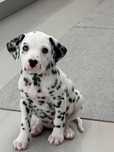 Dalmata disponível