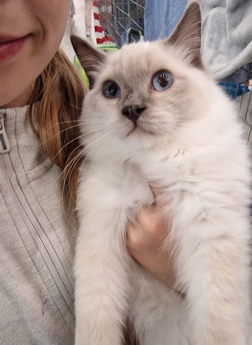 Kocurek Ragdoll blue mitted