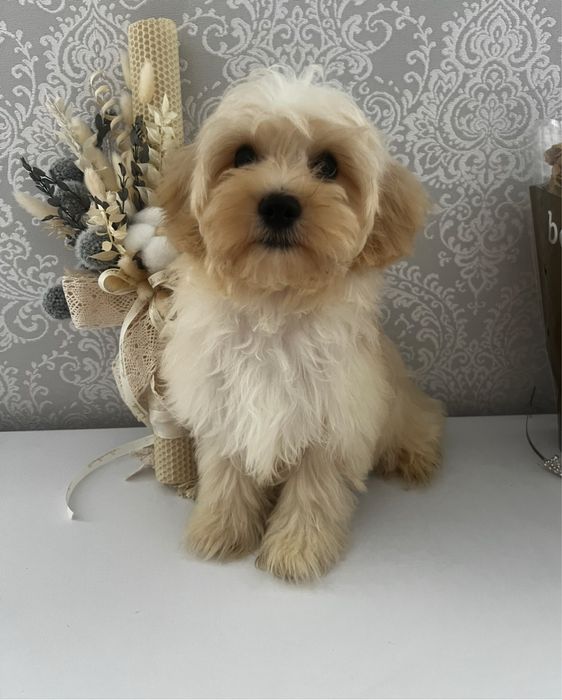 Розплідник продає цуценят Мальтіпу F1