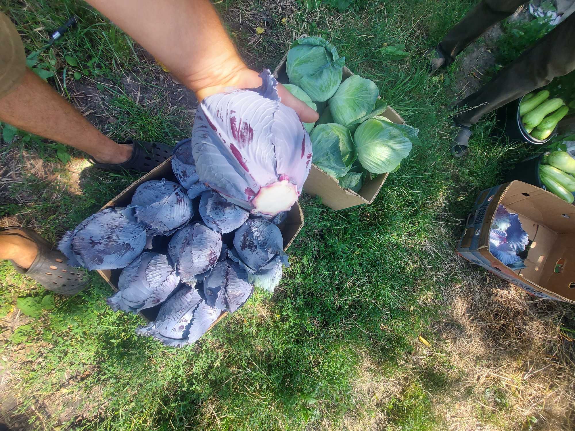 Продам капусту краснокачанну