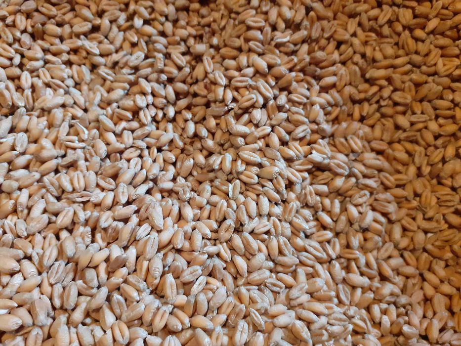 Насіння пшениця озима сорт РЖТ Реформ друга репродукція