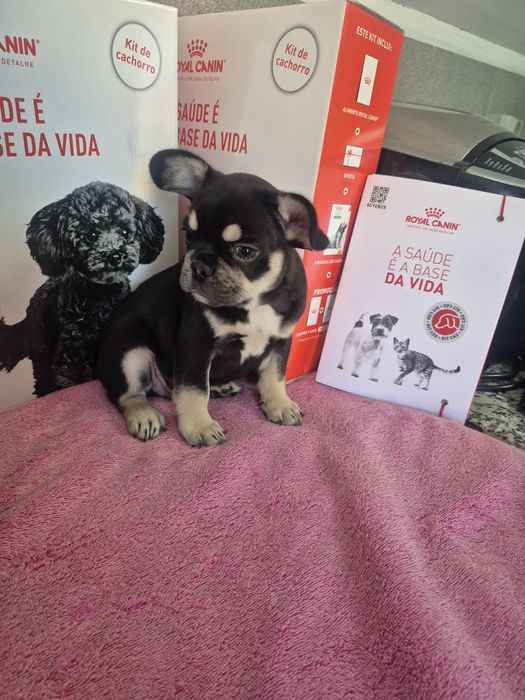 Bulldog Francês Macho Black tan Criadora Registada PT 3088 FL