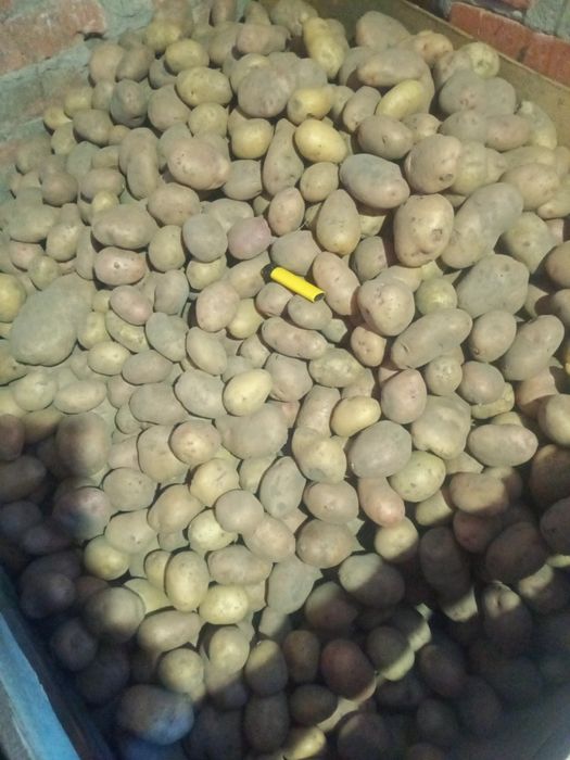 Продам домашнюю картошку