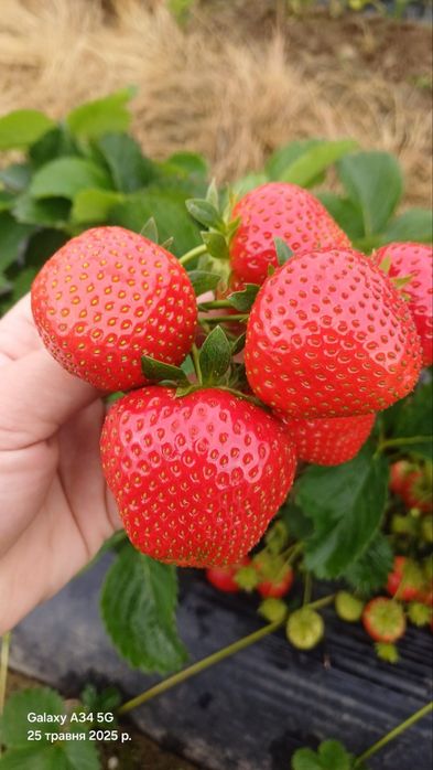 Саженцы винограда – редкие и популярные сорта! Клубника