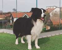 Reproduktor Border Collie