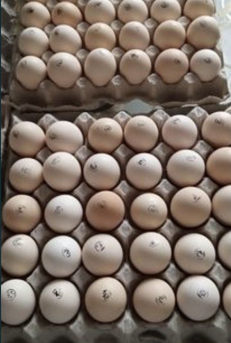 Инкубационные яйца ГризБар