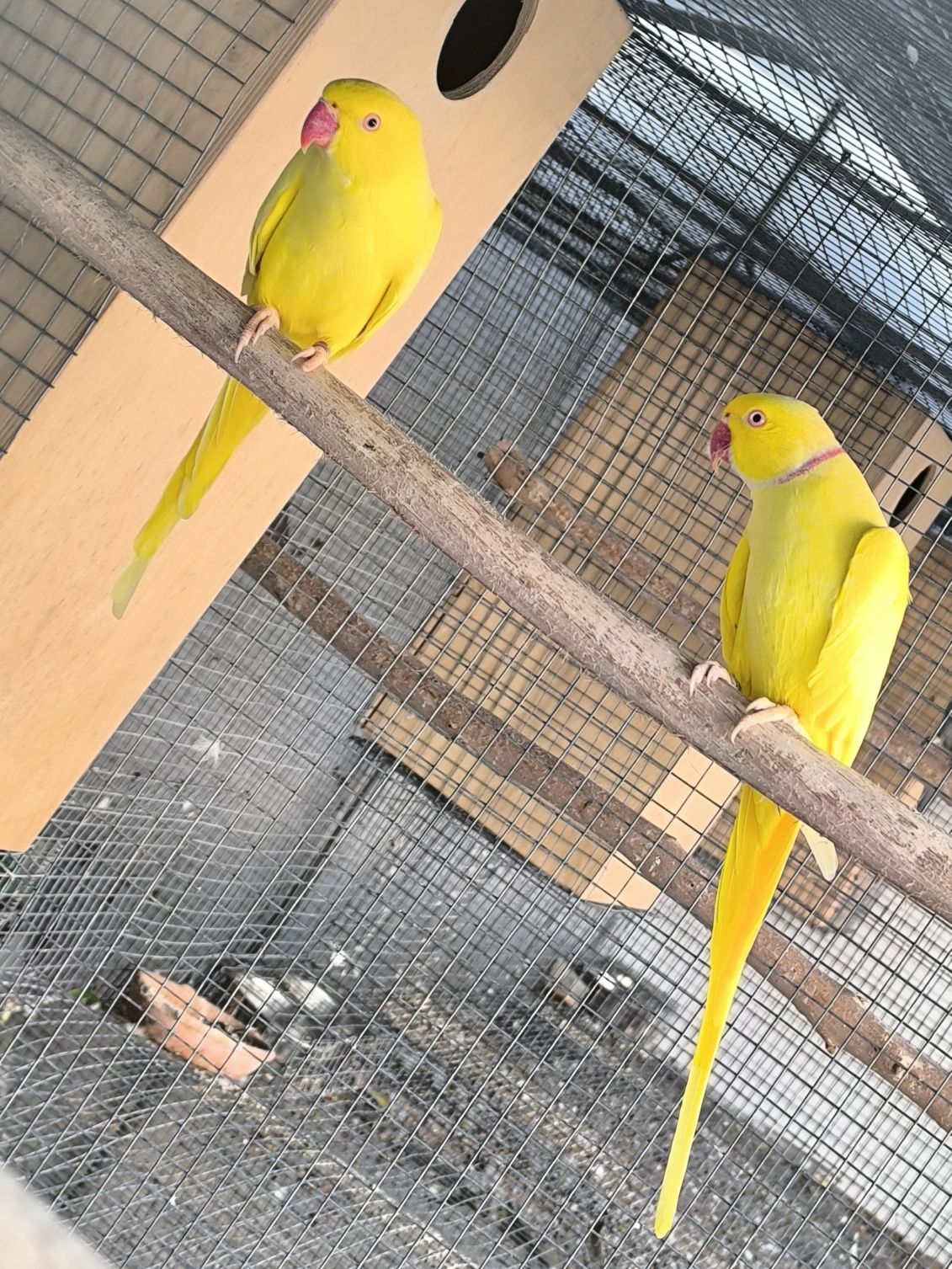 Casal de ring necks lutinos reprodutor