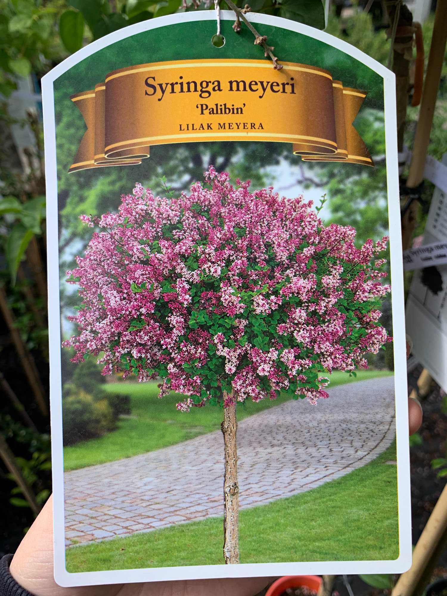 Lilak Mayera 'Palbin'