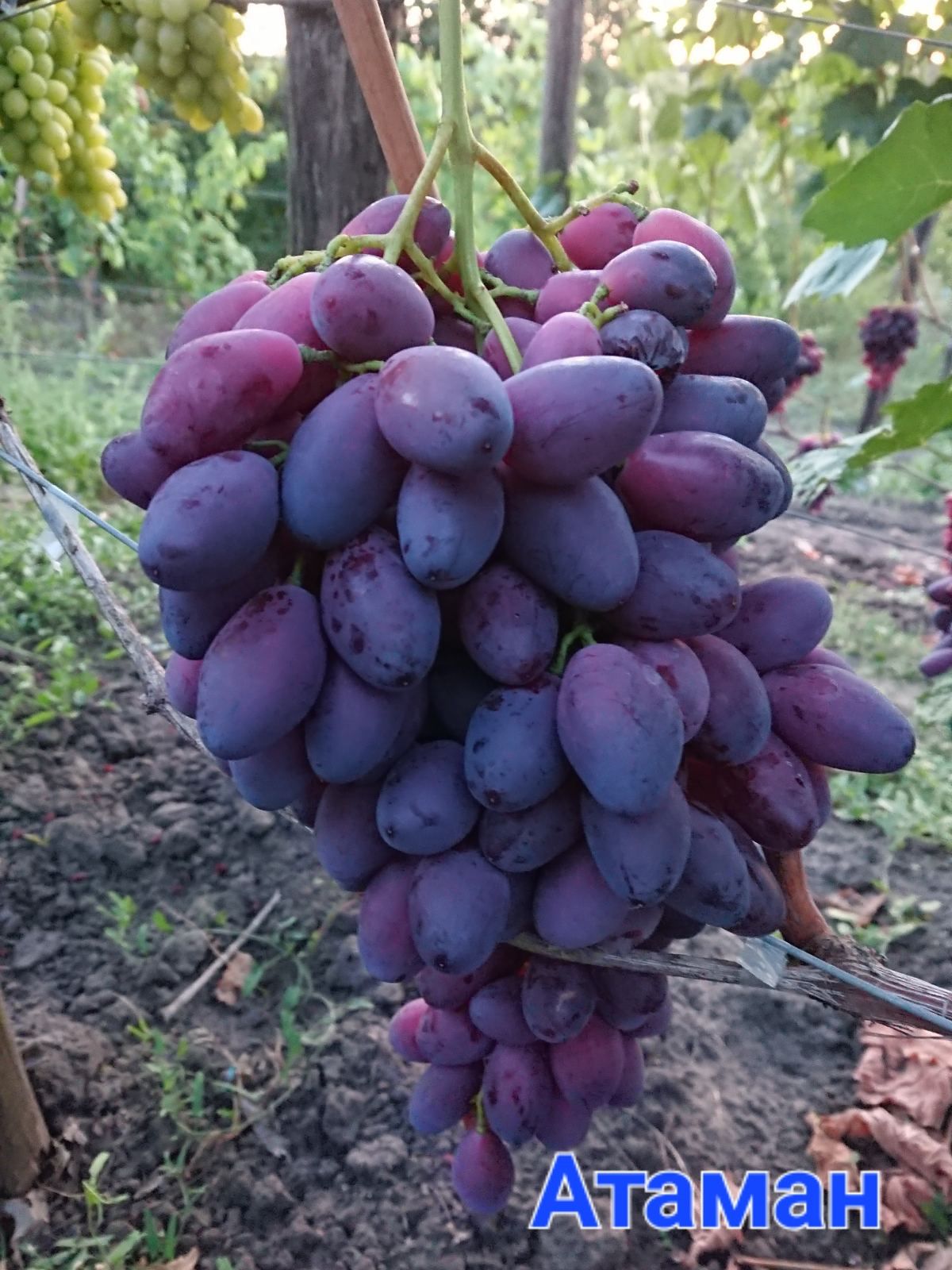 Продам домашній виноград