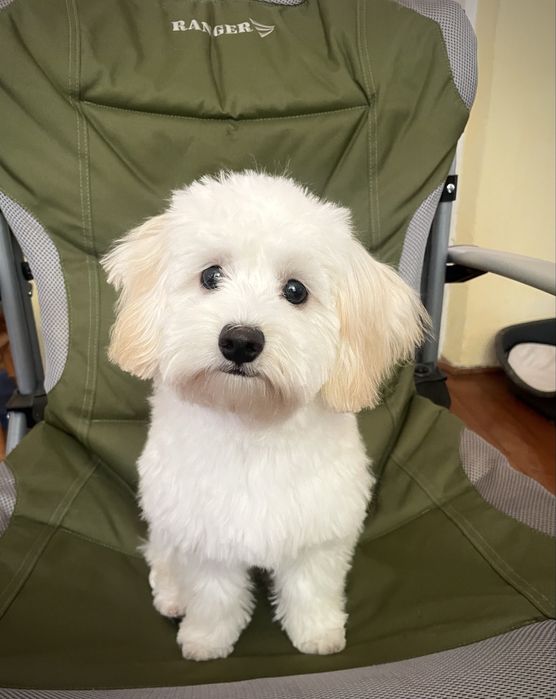 Мальтипу дівчинка