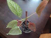 Begonia nakrapiana