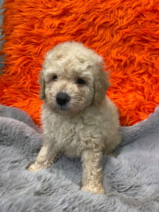 Sprzedam pięknego pudla