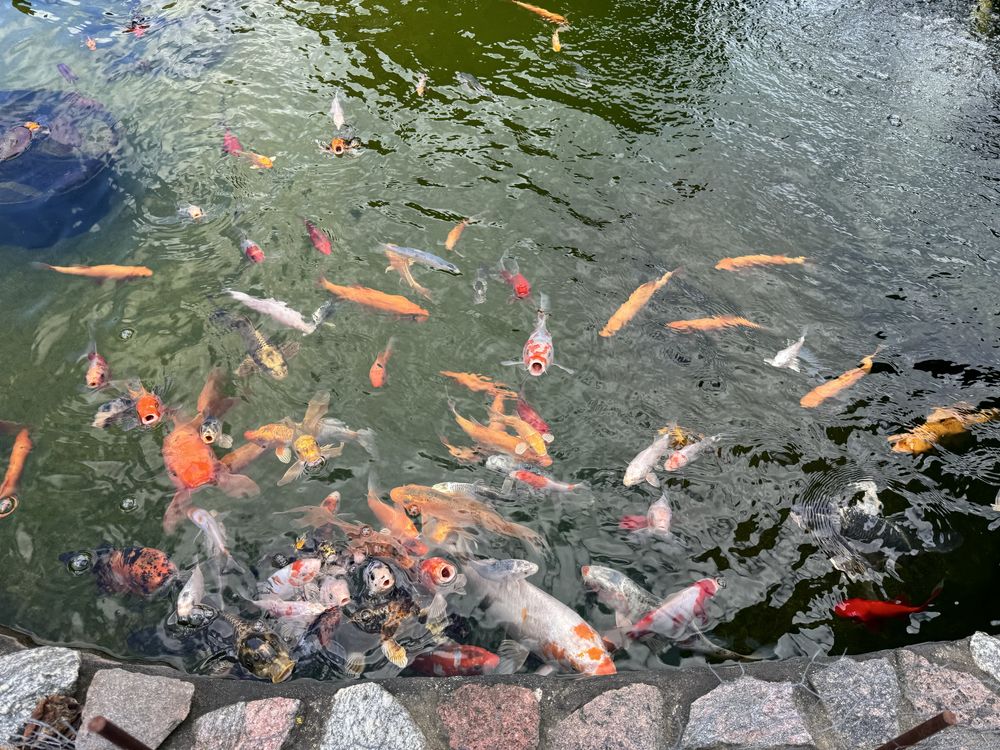 Karp koi karpie koi ryby do oczka wodnego stawu