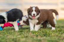Szczenię Border Collie - Piesek - ZKwP FCI