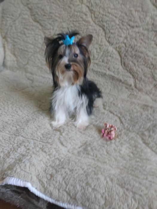 Вязка, мини бивер йорк