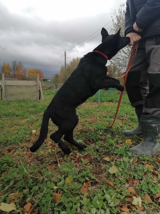 suczka owczarkek niemiecki