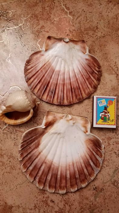 Ракушки морские. Мушля.