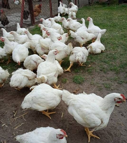 Kurczaki Brojlery