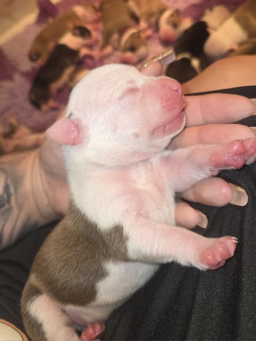 Rudy Samiec American Staffordshire Terrier Amstaff ZKwP FCI