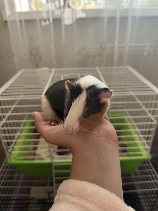 Продам морську свинку, дівчинку + клітка