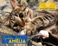 Amelia młoda kotka urzeka swoim usposobieniem każdego, kto ją pozna