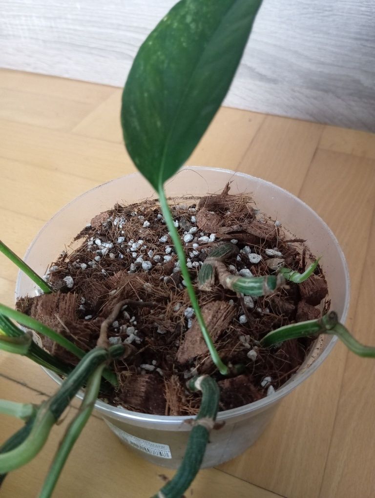 Kielce epipremnum pinnatum variegata