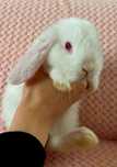 Karzełek baranek- Mini Lop
