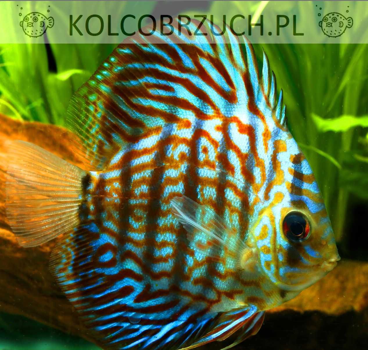 Paletka - Dyskowiec - ROYAL PURPLE - Symphysodon discus - SELEKCJA