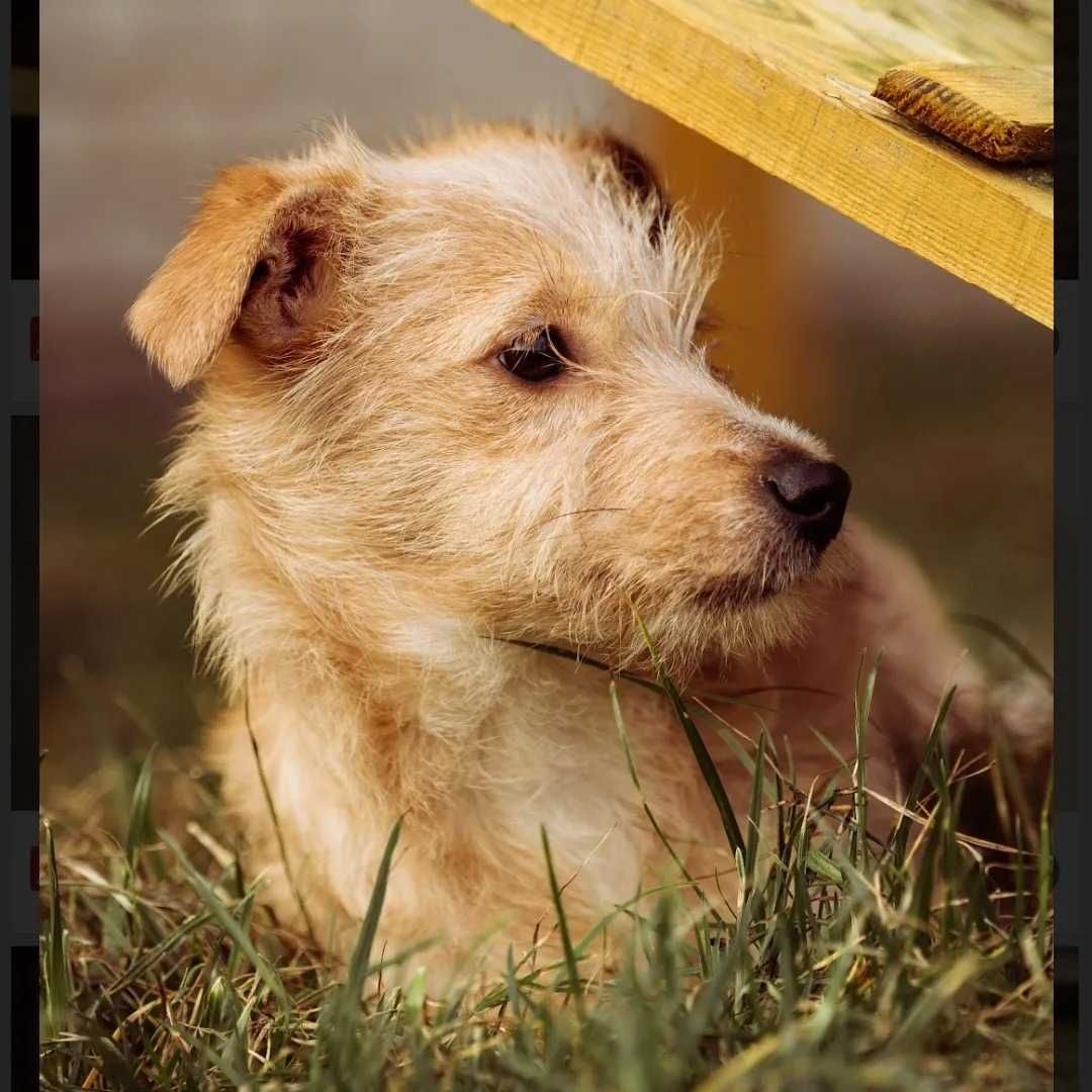 Bella Beza Beti do adopcji szczeniak suczka niewielka