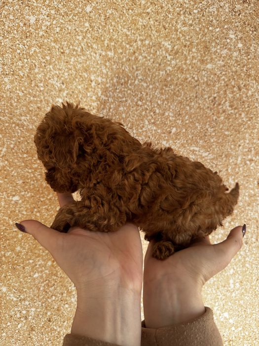 Дуже гарна Тоїчка пуделішка