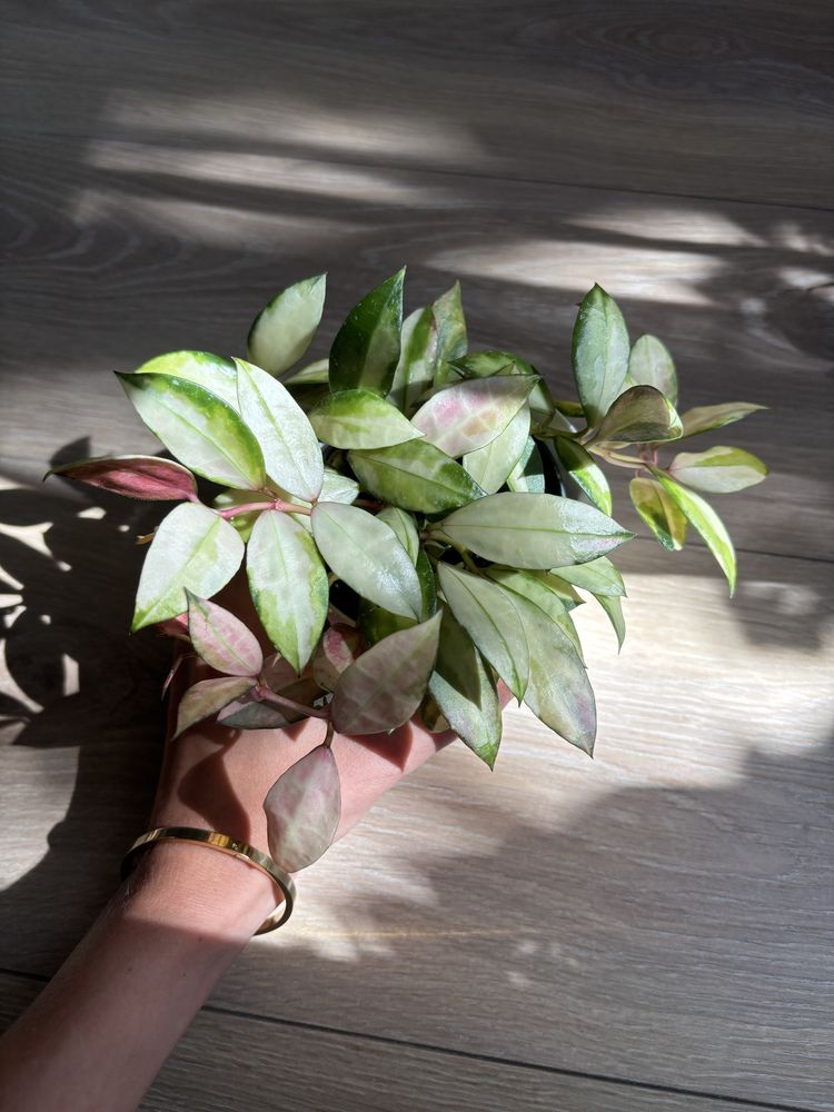 Hoya Hoja Walliniana variegata cięty węzeł