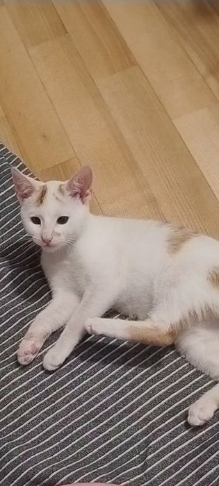 Młody kociak ok 4 miesięcy