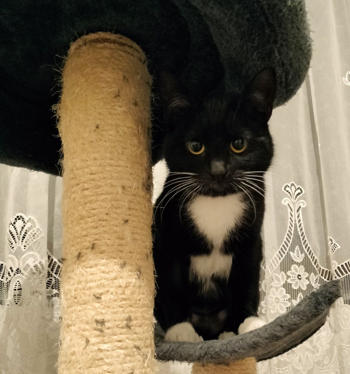 Koteczka do adopcji