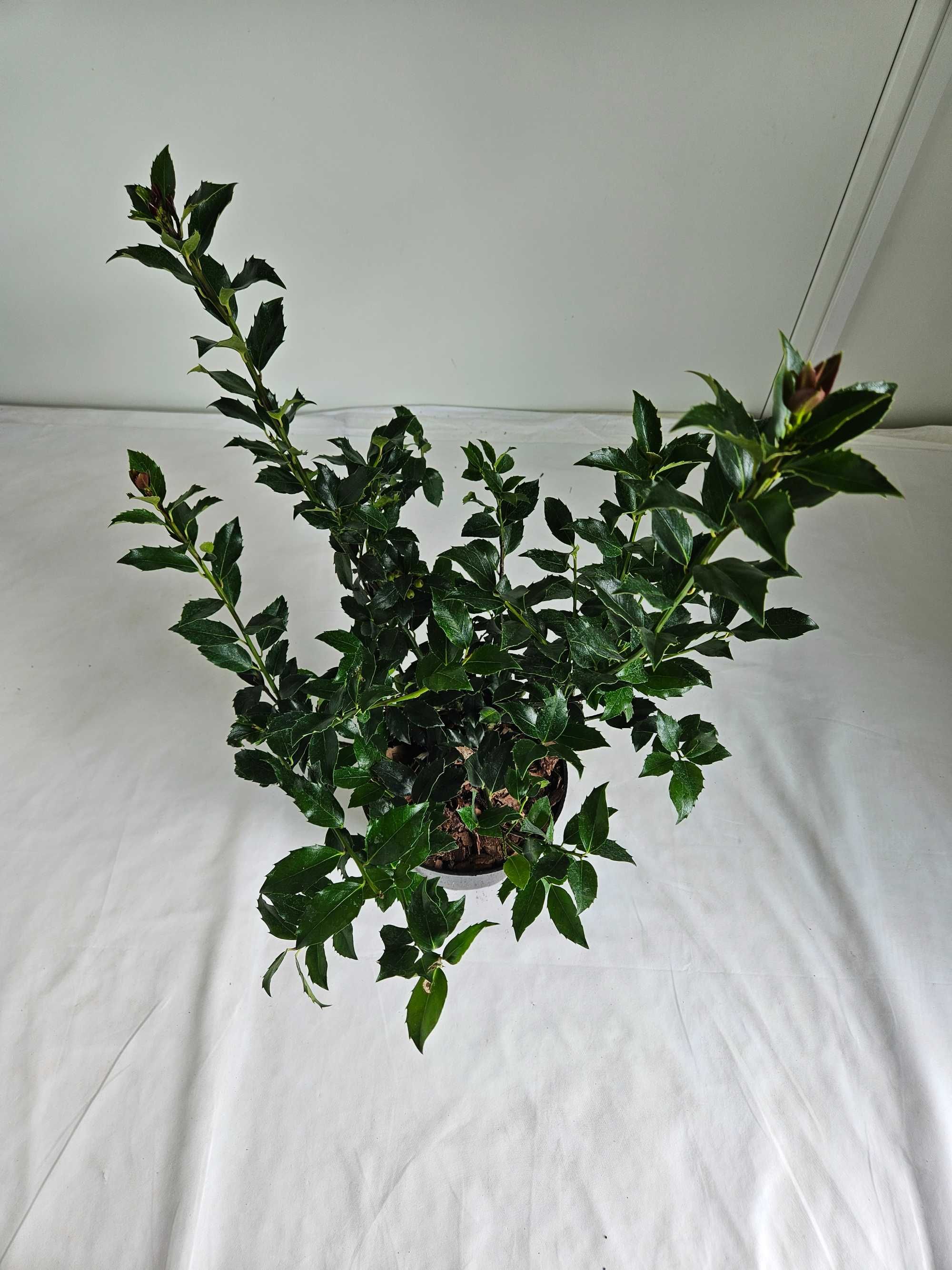 Ostrokrzew Meservy Blue Prince 70cm – ozdobny krzew liściasty C5
