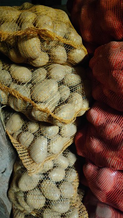 Ziemniaki jadalne Riviera