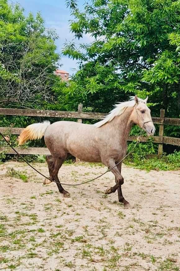 potra perla 14 meses 158cm