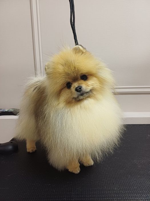 Грумінг Одеса.Запрошуємо на профнсійний грумінг ваших улюбленців!